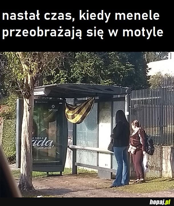 Kokonik bezdomnego