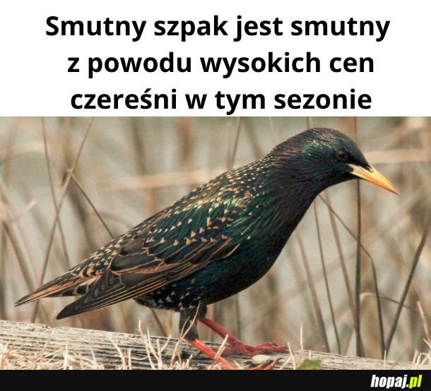 Smutny szpak jest smutny