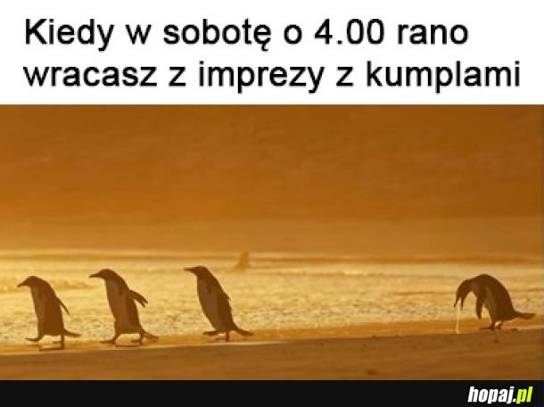 Pingwin po imprezie