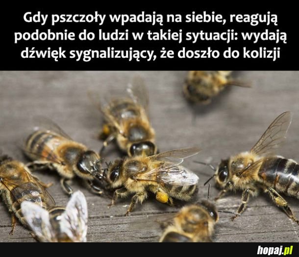  Kolizja pszczół 