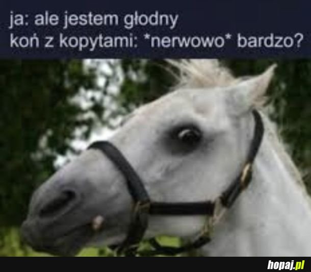 Zjadłbym konia