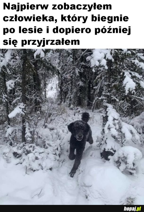 Ja nadal widzę niedźwiedzia