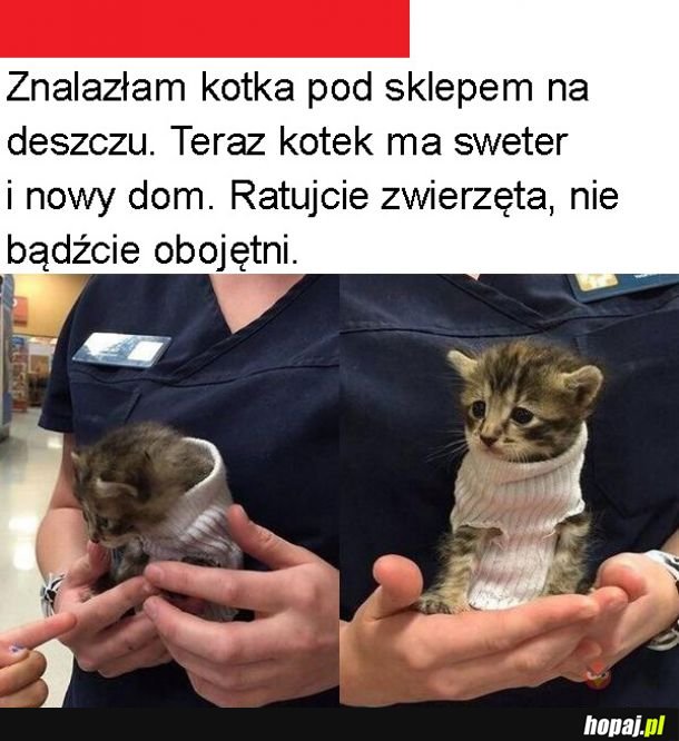 Nowy przyjaciel