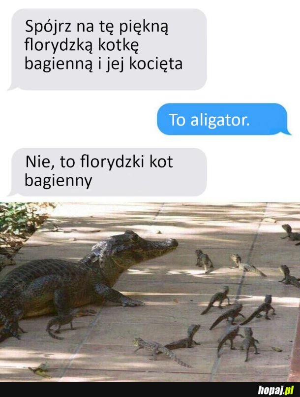 Florydzki kot bagienny