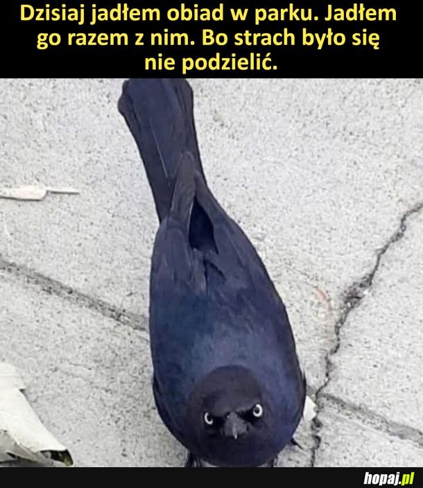 Trochę strach