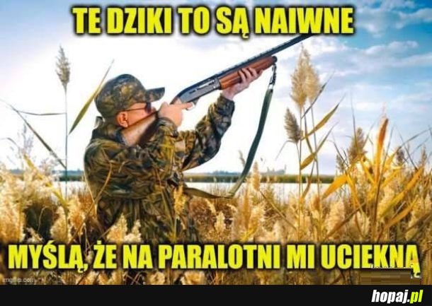 Dziki