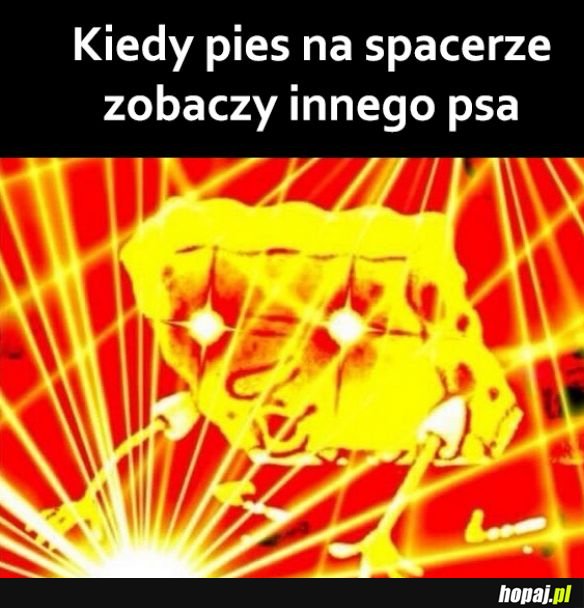 Pieseły tak mają