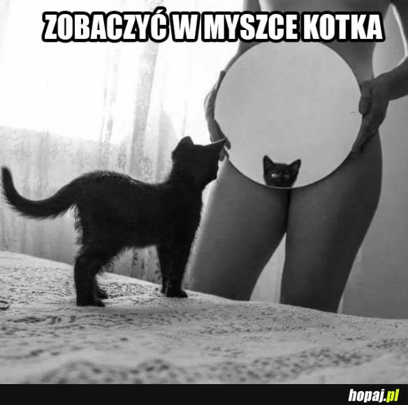 Kotek w myszce