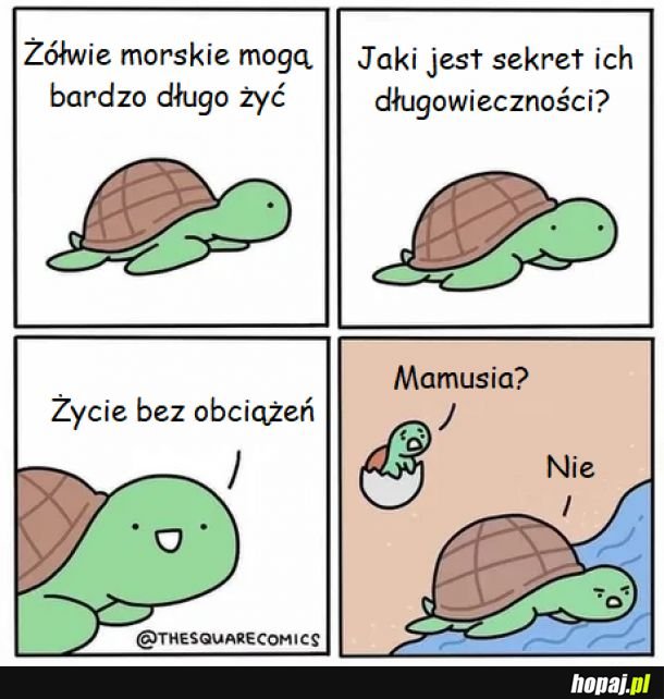 Żółwie morskie