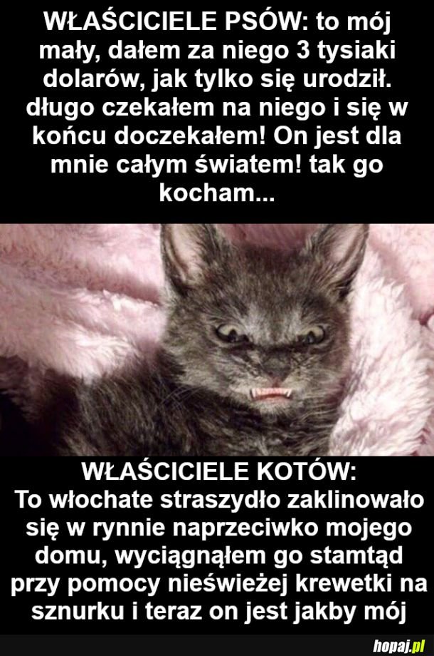 Geneza zwierzętowania