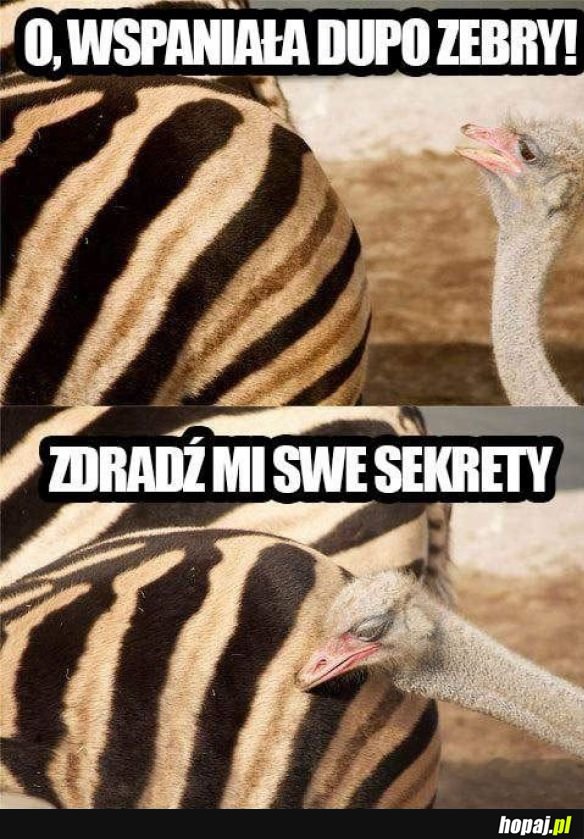 O zebro