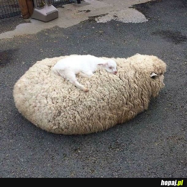 Jagniątko śpi na swojej mamie