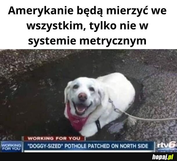 Doggy-sized