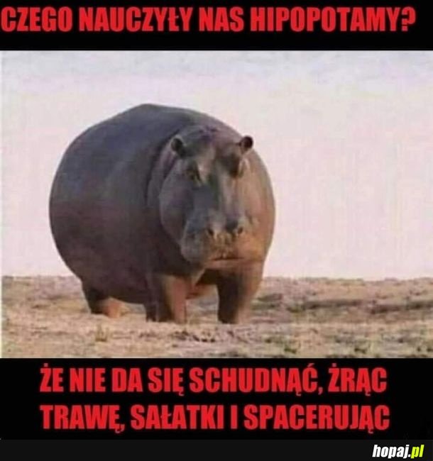 W sumie coś w tym jest XD