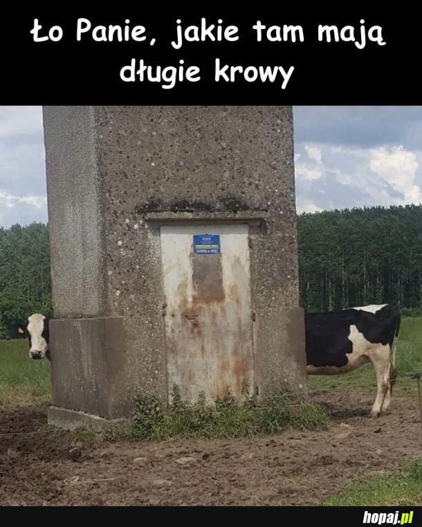 Long cow