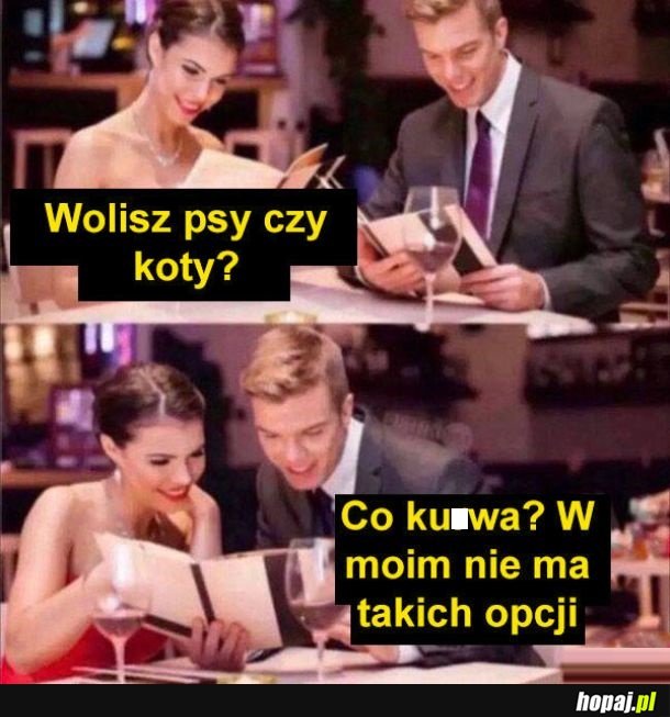 Psy czy koty