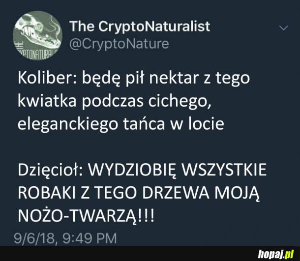 Koliber vs dzięcioł