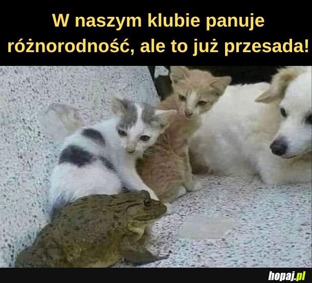 Różnorodność. 