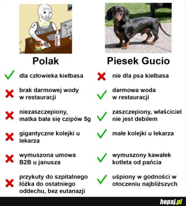 Polak vs Piesek Gucio