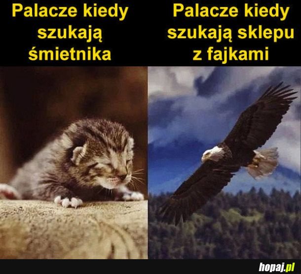 Palacze