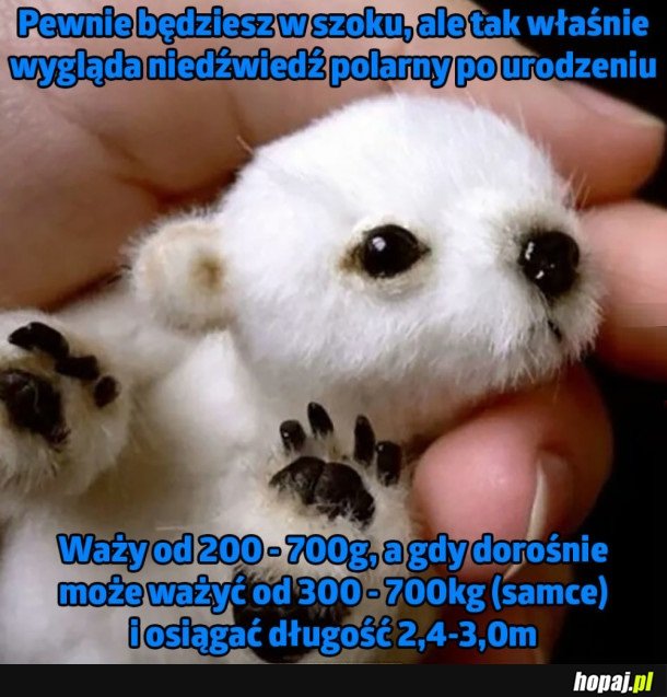 SŁODZIAK MAŁY