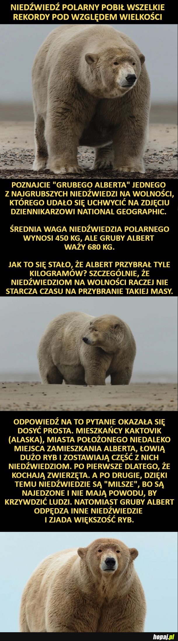 Jakim cudem Gruby Albert jest taki gruby?