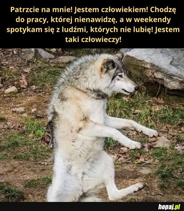 Człowiek