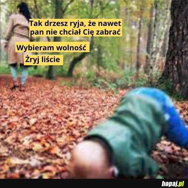 Liście