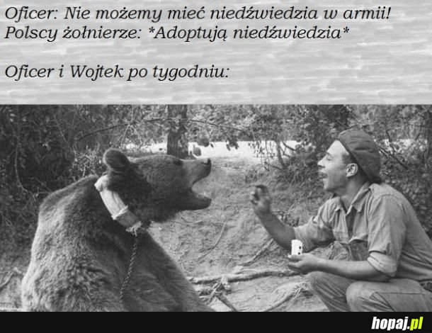 Niedźwiedź Wojtek