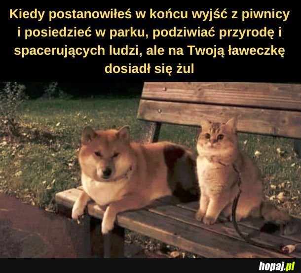 Żul