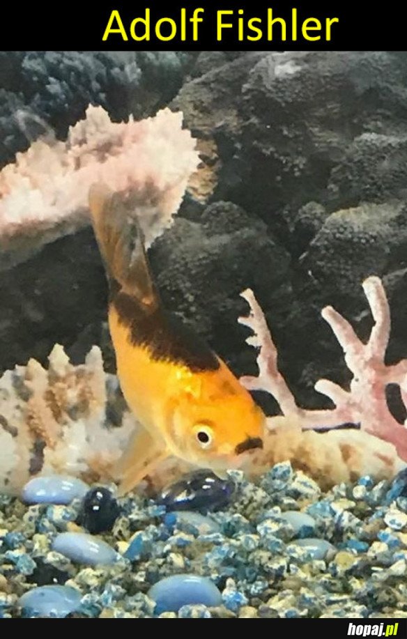 ADOLF FISHLER
