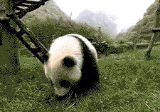 Panda scroll