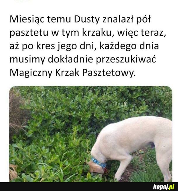 Pasztetowy krzak