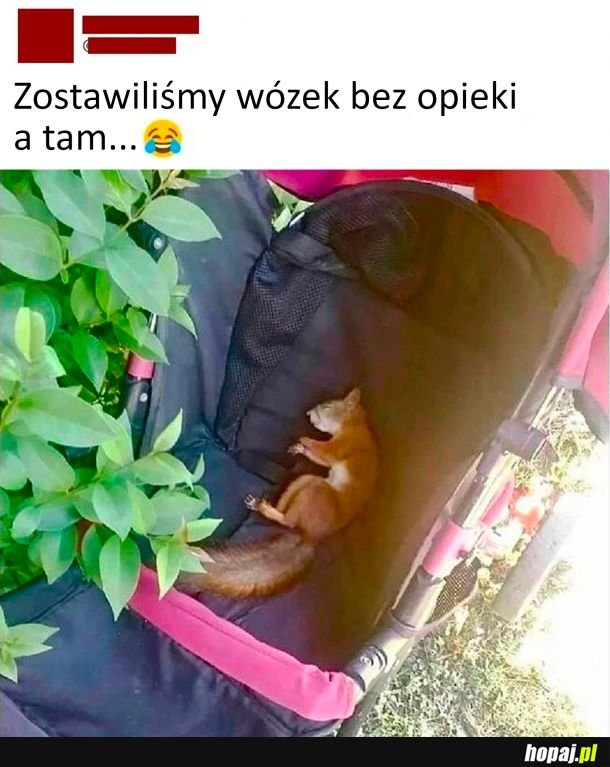 Wiewiór sobie śpiulka