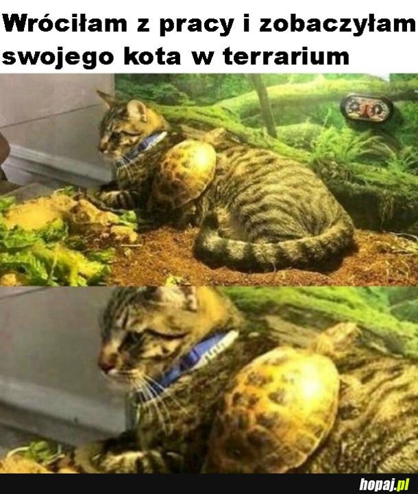 Król żółwi