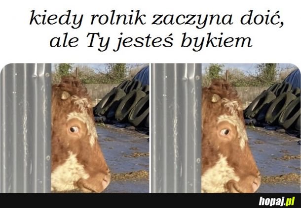 Dojenie