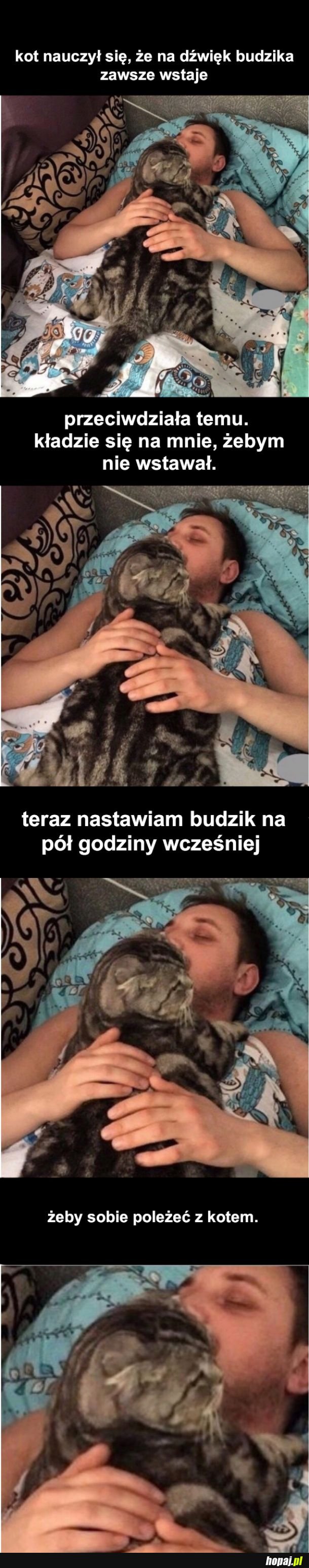 Kocie spanko