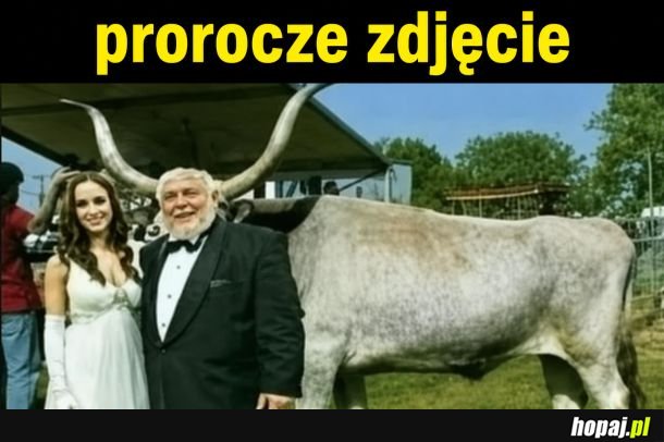 Rogacz