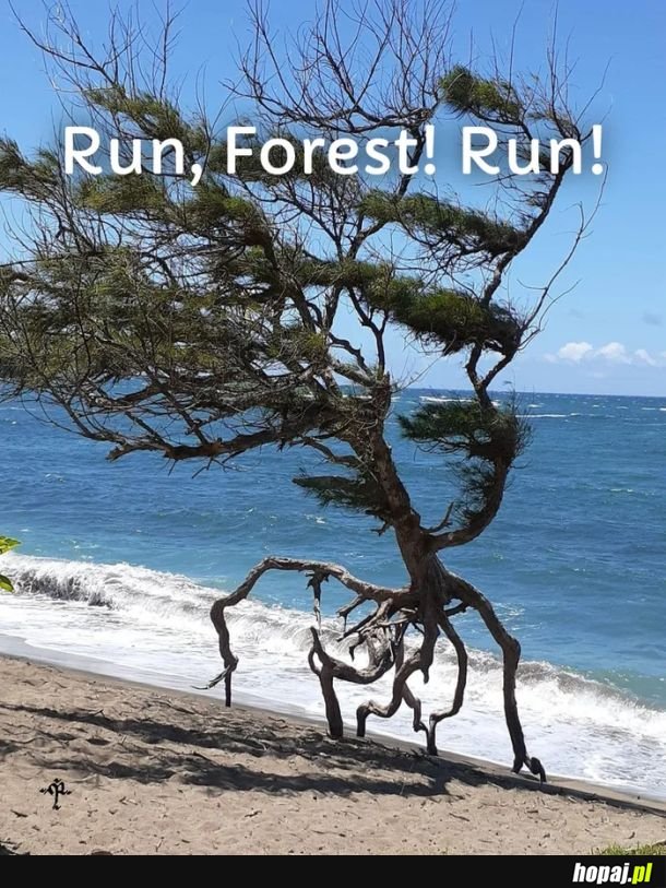 Run Forest ...