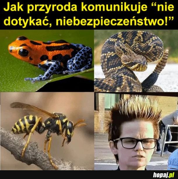 Przyroda