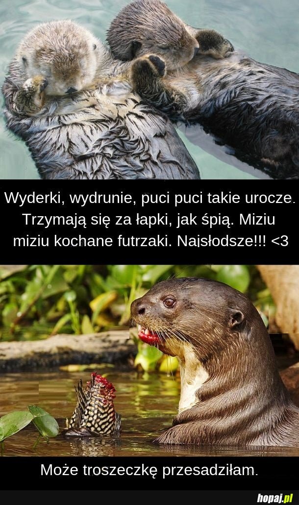 Okazuje się, że wydry nie żywią się całuskami i przytulaskami