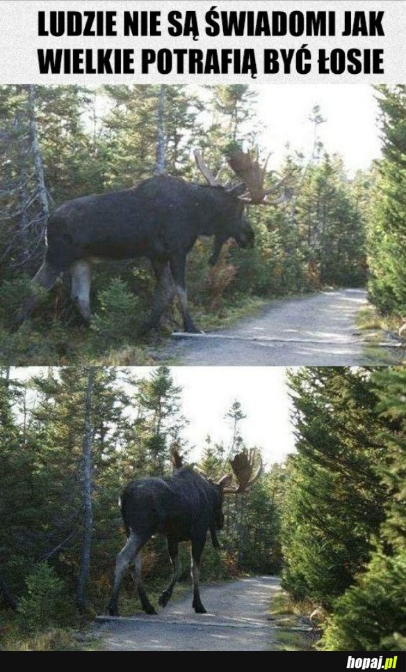 POTĘŻNY ŁOŚ