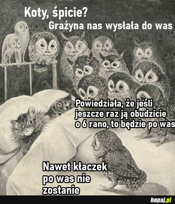 Koty, śpicie?