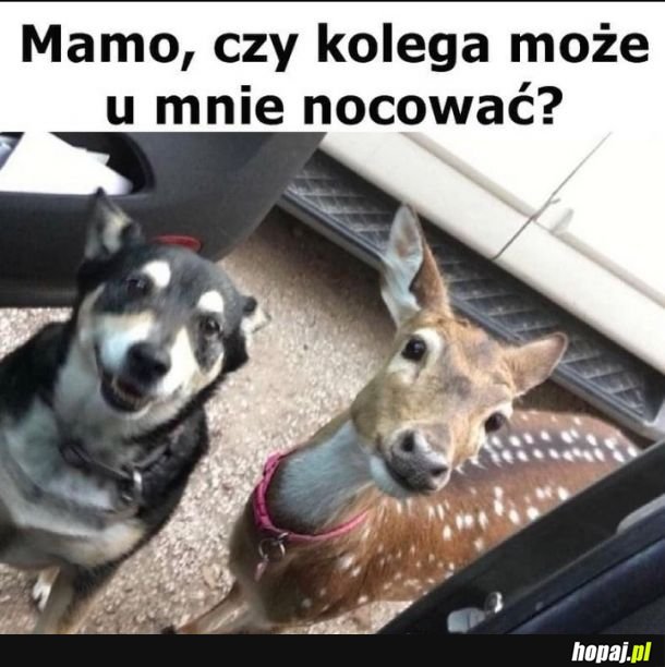 Słodkie