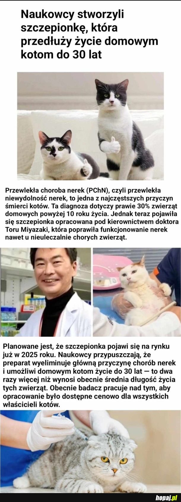 Szczepionka, która ma przedłużyć kotom życie