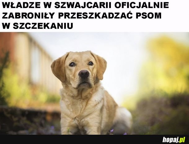 Prawa psów w Szwajcarii