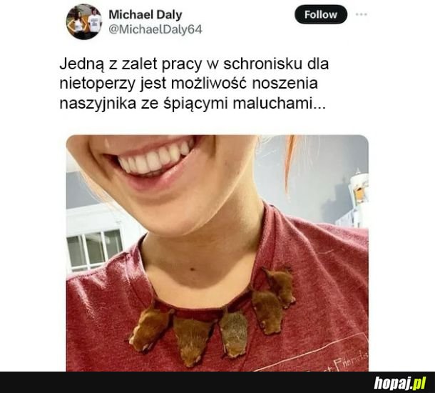 Nietoperki