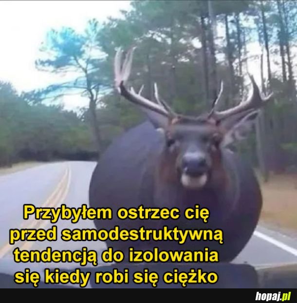 Dobry ziomek jeleń