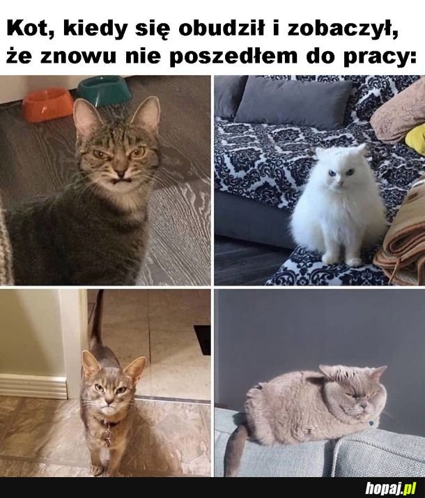 Niezadowolony kitku