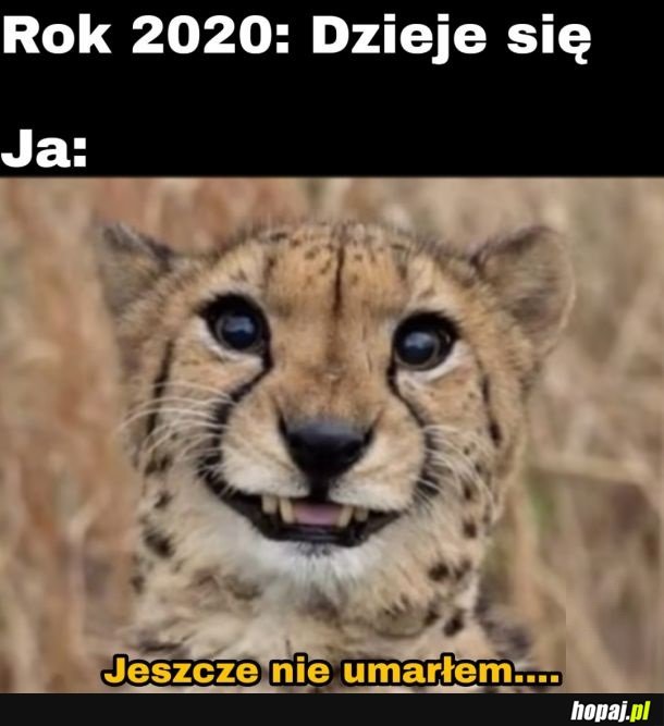 2k20